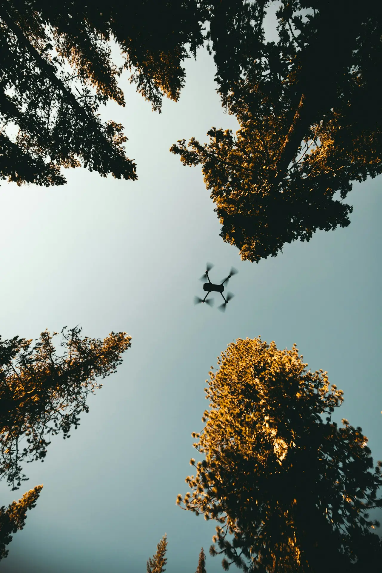 Drone FPV en vol près des arbres pour la vidéo immersive